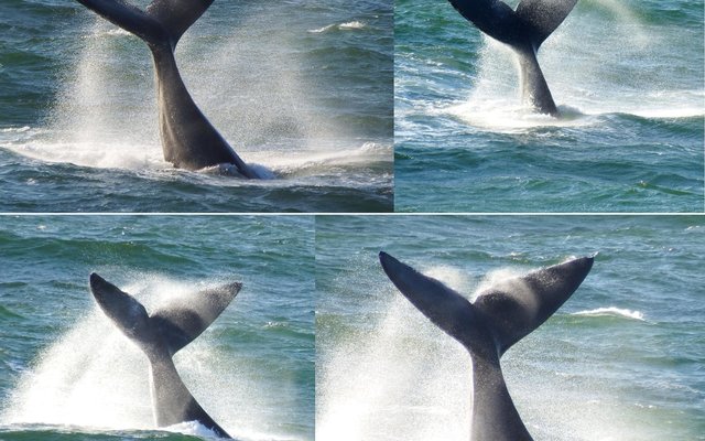 Hierdie kolos en suiwer diamant van die see, ‘n  Suidelike Noorkapper walvis (Southern Right whale) het toeskouers in  De Kelders vir bykans 15 minute laat handeklap met al haar manewales en stertklappery.